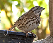 Song Sparrow